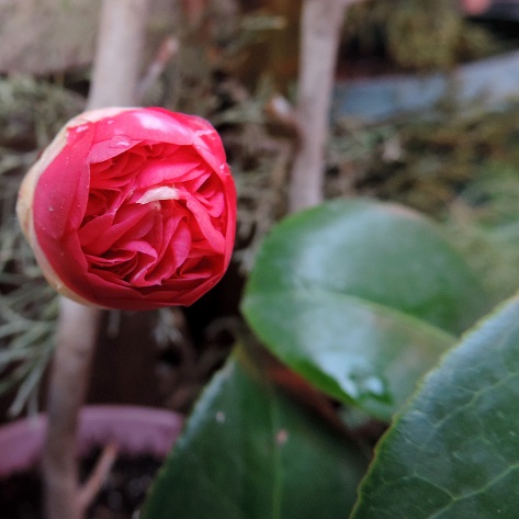 529c958eb9a35.JPG