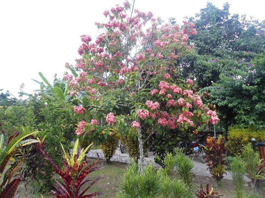 529ccaa6a6d9d.JPG