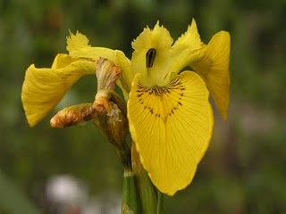 52a6168c51aa5.jpg