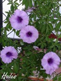 52c6f5f7421e2.jpg