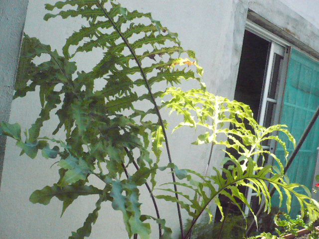 52ddb9054319d.JPG