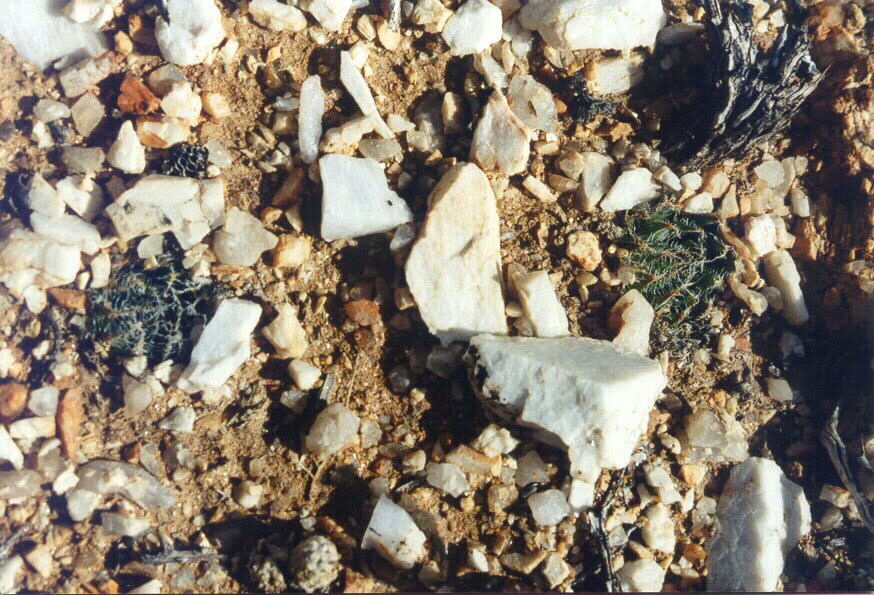 52x-haworthia-arachn-namaqu.jpg
