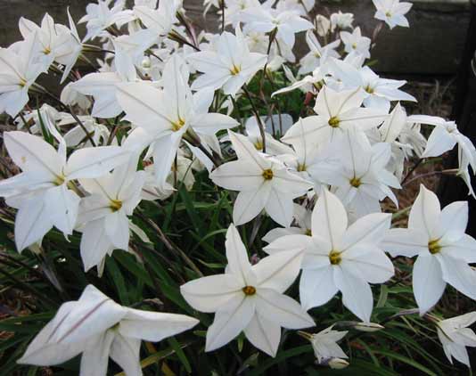5300-Ipheion-.jpg