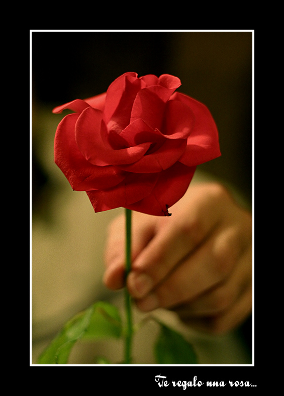 53045580.teregalounarosa.jpg
