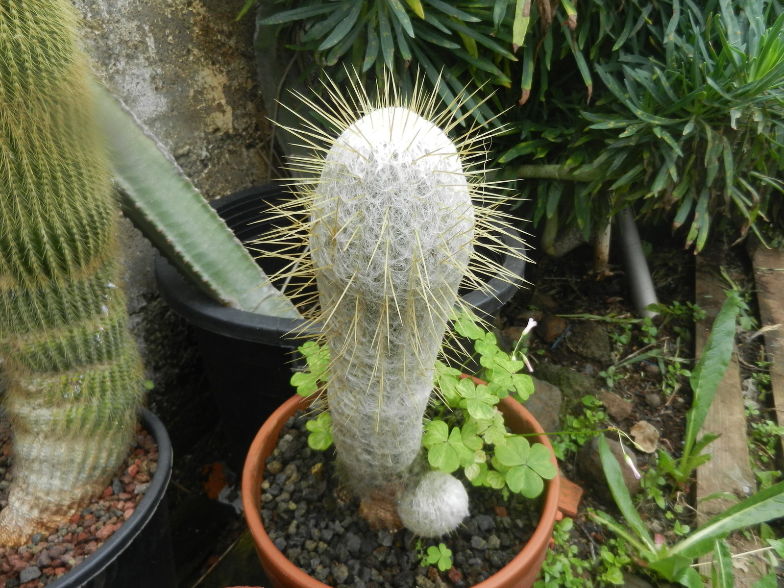 53060f7c_o.jpe