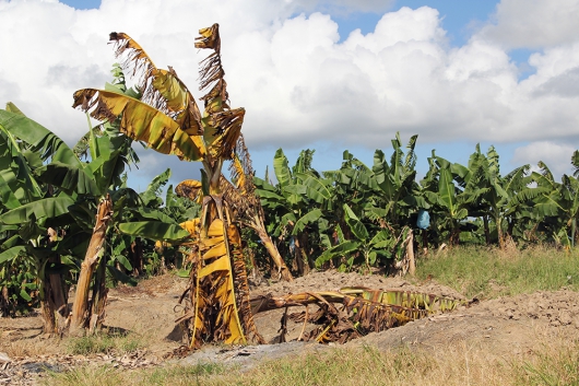 530_Banana-wilt_Philippines-smaller.jpg