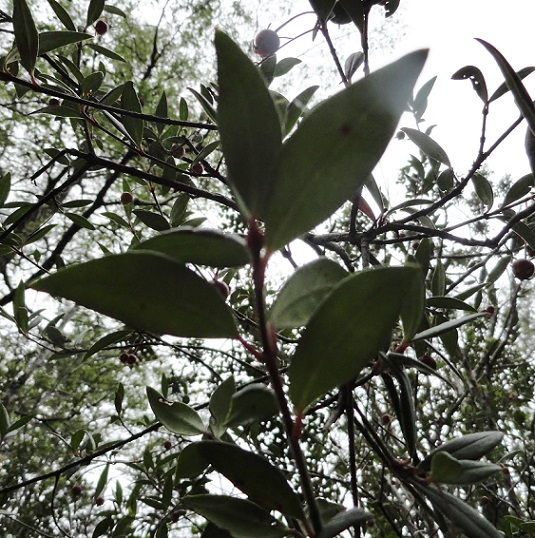 530f67496e569.JPG