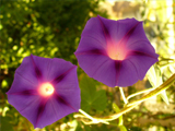 530f89907bc49.jpg