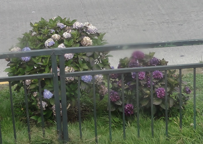5310ab4944545.JPG