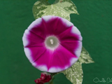 53177bfa67f65.jpg