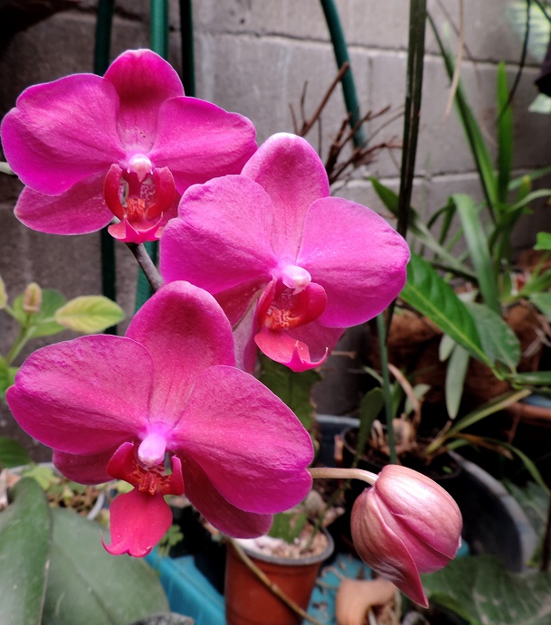 53378edbb810e.JPG