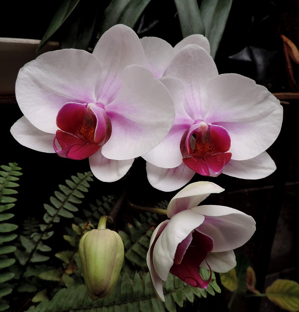 53378f13195cf.JPG