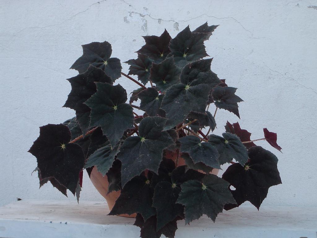 533f133dcad70.JPG
