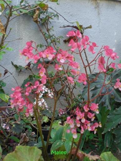 534d4c6126134.JPG