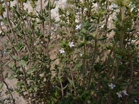 535c5895e348a.jpg