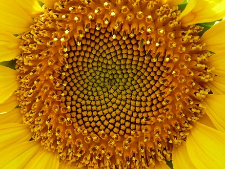 535c6c809f665.jpg