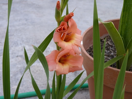 535c6c9fd7138.jpg