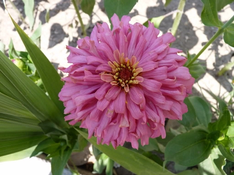 535c6e31d427e.jpg