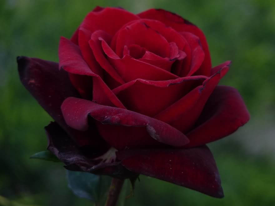53602d76ed0a9.jpg