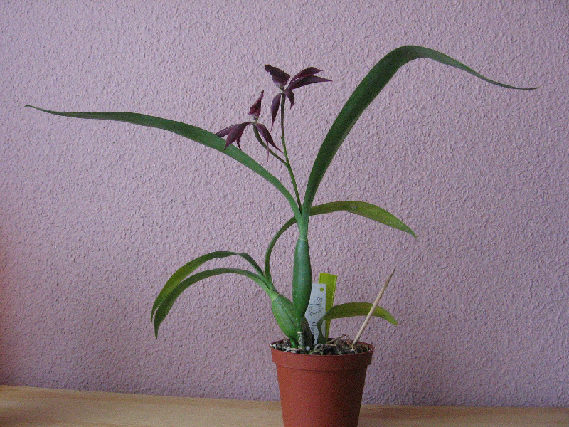536217709_0560b2d589_o.jpg
