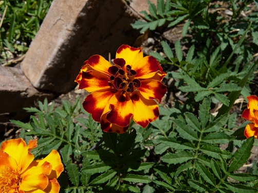 5362acc011141.jpg