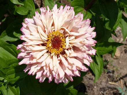 536410ff310f7.jpg