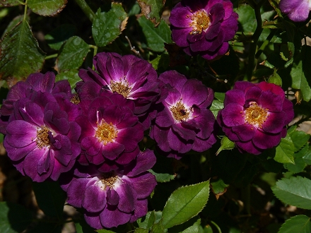 536415397fe86.jpg