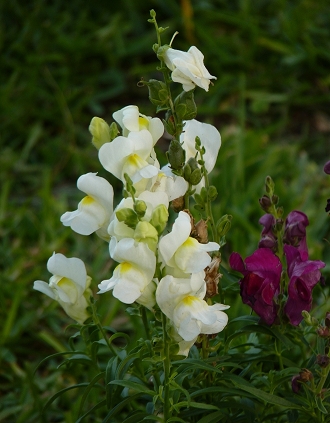 5365ba09dbf60.jpg