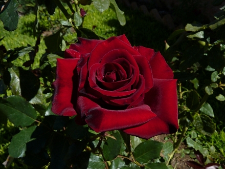 5365bcfd969e8.jpg