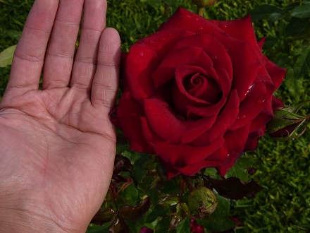 5365bf8b8a695.jpg