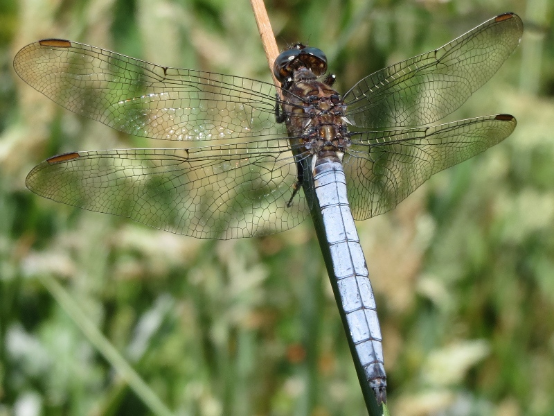 537p7m.jpg