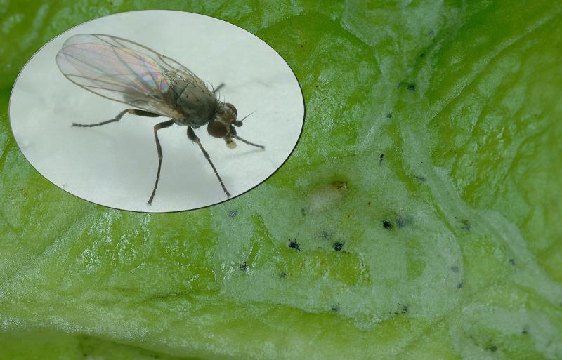 53849432.Phytomyzamiina.jpg