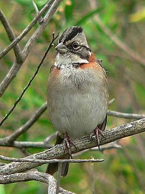 538be2d5f157ca91c6db1adad631948a--argentina-sparrows.jpg