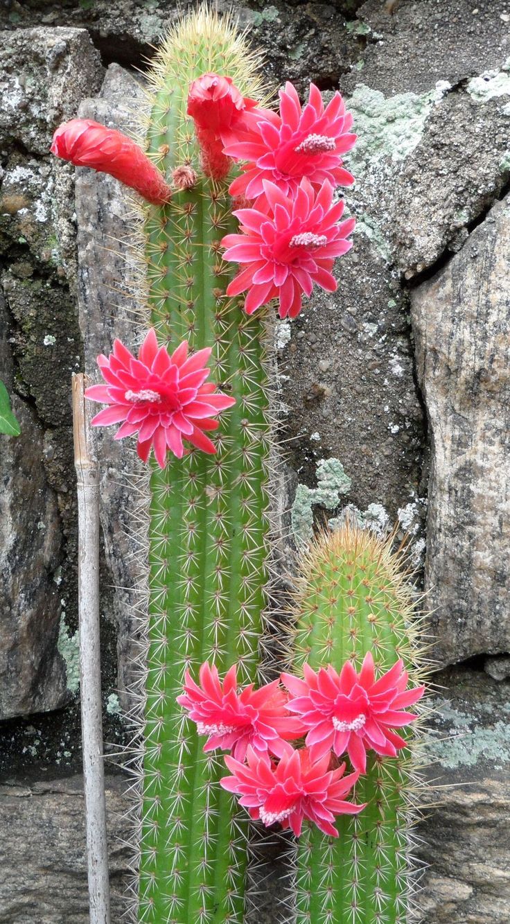 540a2ed7810177ffa033b874f7f18843--cactus-flower-succulent-plants.jpg