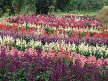 543-2446-scarlet-sage-scarlet-salvia-red-sage-red-salvia-b.jpg