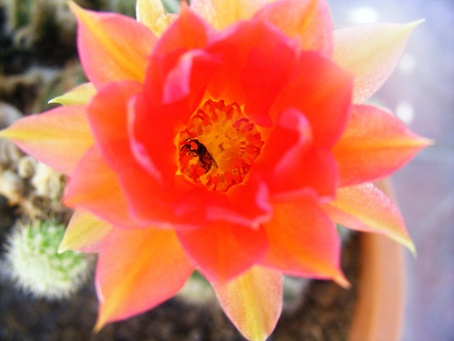 5431350001_d59d44fcca.jpg