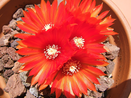 543776549_4f3dc5de50.jpg