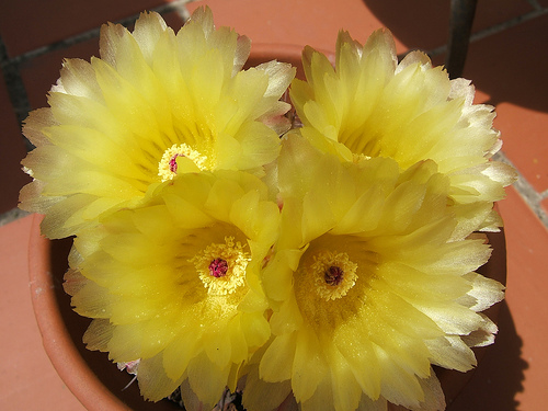 543786643_81d57d792c.jpg