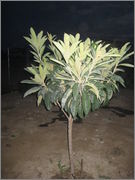 54dh0-2128c0b3.jpg