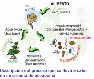 54proceso+acuaponia.jpg