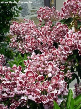 5502-kalmia-latifolia-bull-s-eye-mamota-2.jpg