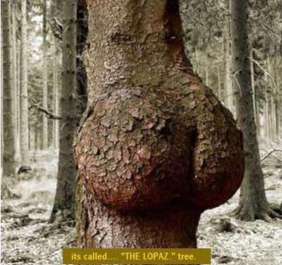 55233603-1243701850-weird_tree22.JPG