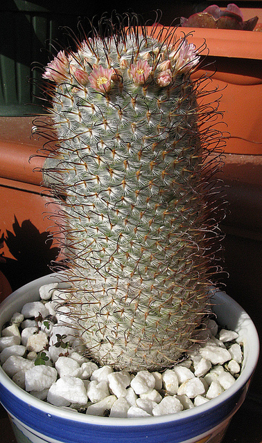 5524373571_e11bcc585e_z.jpg