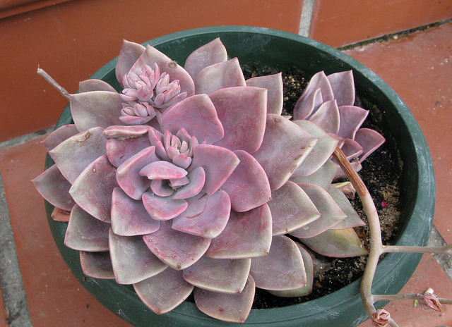 5525035348_ec8fe699e5_z.jpg