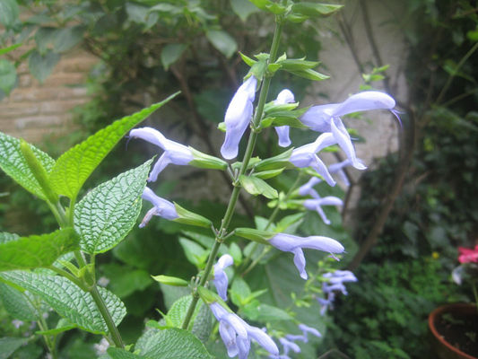 553-salvia20argentina20skies.jpg