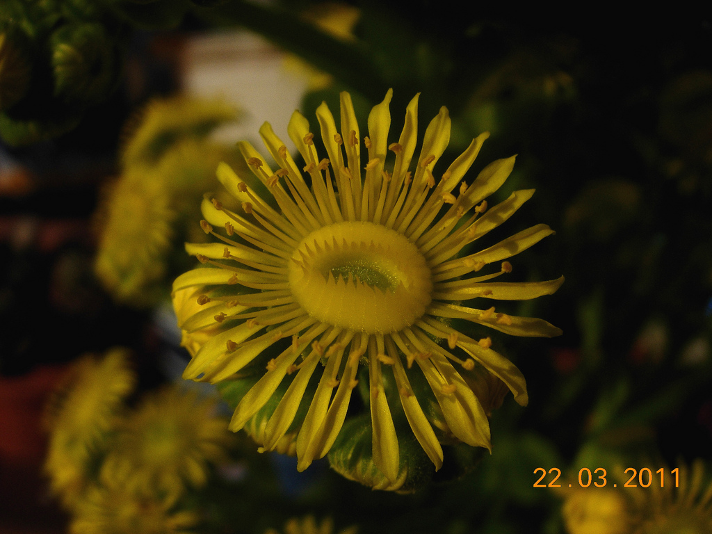 5556709492_4b0c891713_b.jpg
