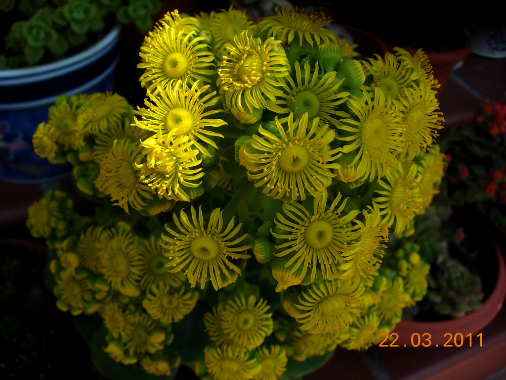 5556717404_1ab9dcbd98_b.jpg