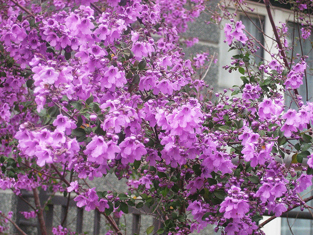 5568715424_81a3ee2817_z.jpg