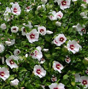 5595-hibiscus-syriacus-red-heart-ibisek-1.jpg