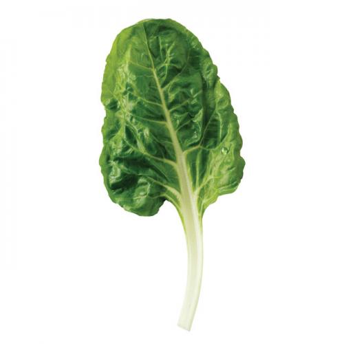5599-acelga-hoja500x500.jpg